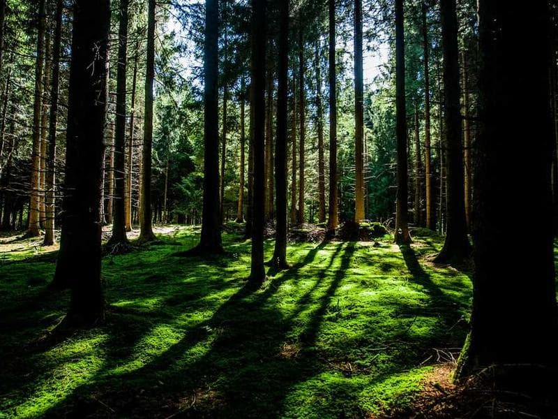 Deepavali Special Offer 2025